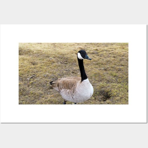 Canada Goose Patiently Waiting To Be Fed Wall Art by BackyardBirder